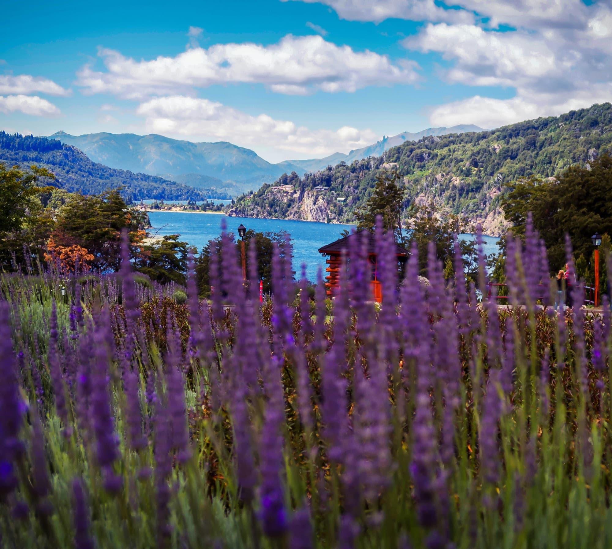 Purple lupins in flower above a Patagonian lake ringed by forest