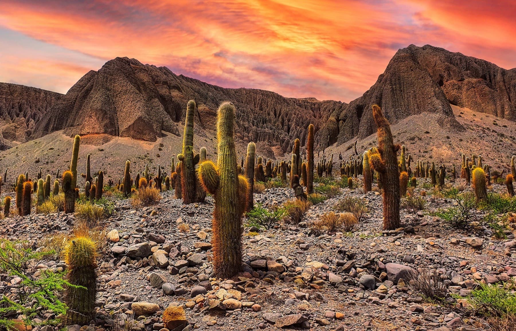 Cardón cactus and red mountains under a burning sunset sky near Cafayate