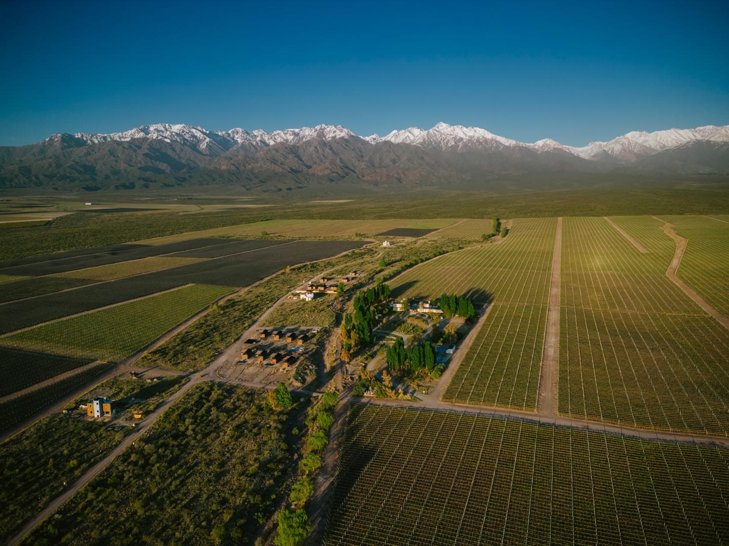 Vineyards of the Uco Valley beneath the snow-covered Andes