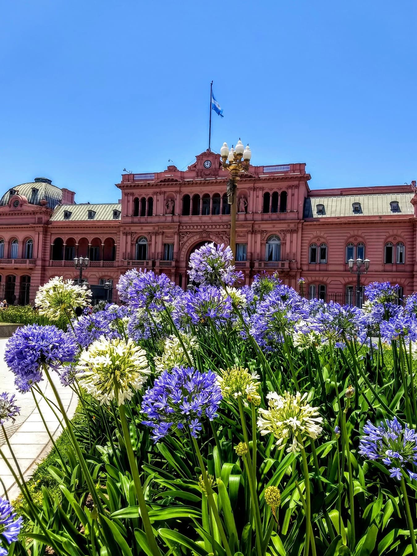 The Casa Rosada in Buenos Aires behind flowering agapanthus