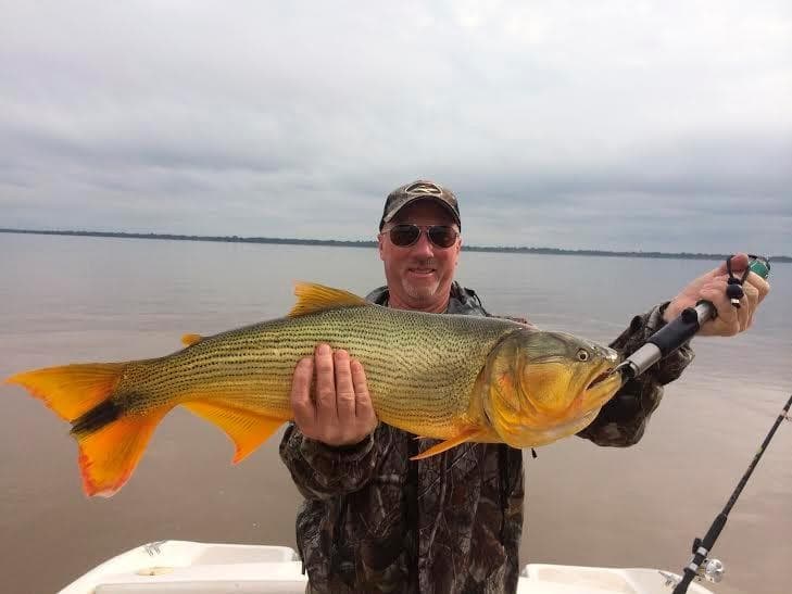 A golden dorado brought to the boat in Entre Ríos