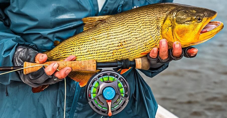 A golden dorado held beside a fly reel