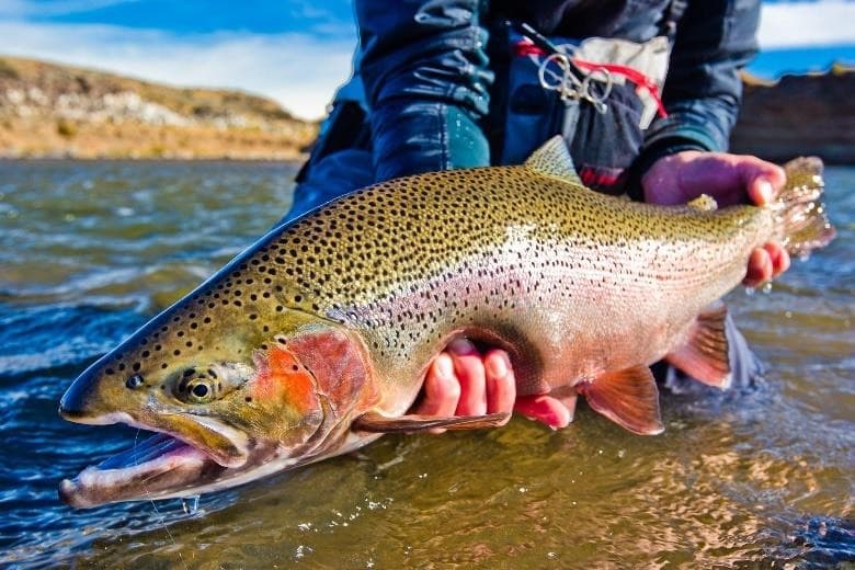 A trophy rainbow released into Lake Strobel