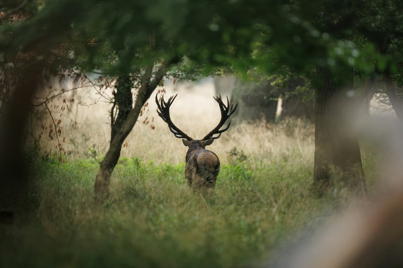 A red stag in bush country, antlers up