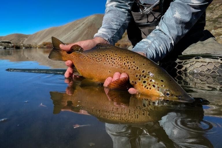 A wild brown trout released in a Patagonian spring creek