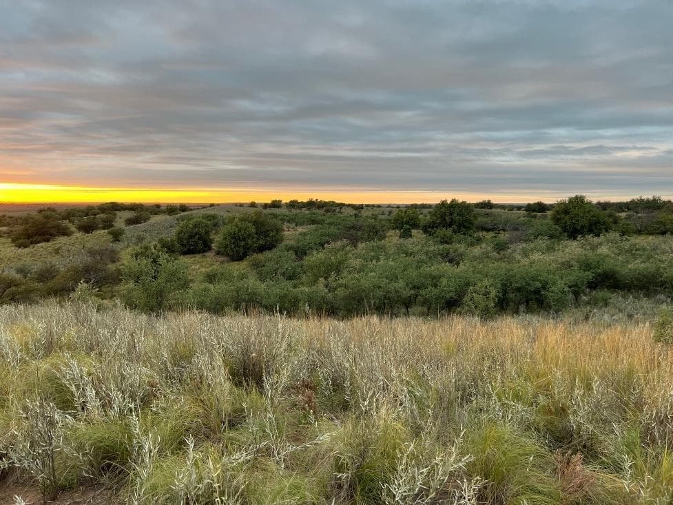 Open grassland at sunset in La Pampa